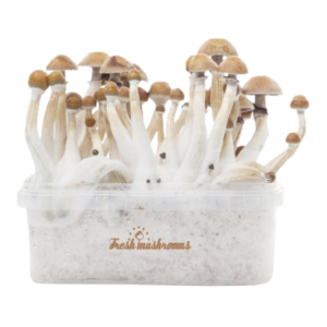 Fresh Mushrooms® Magic Mushroom Grow Kit Mexican XP For Sale