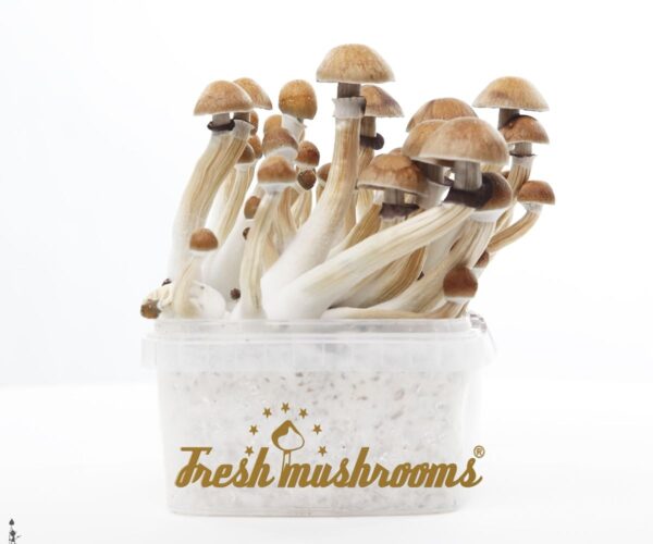 Magic-mushroom-grow-kit-Ecuador-XP-by-FreshMushrooms®