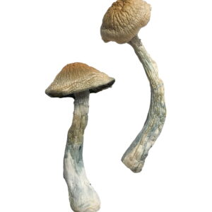 HillBilly Magic Mushrooms Online